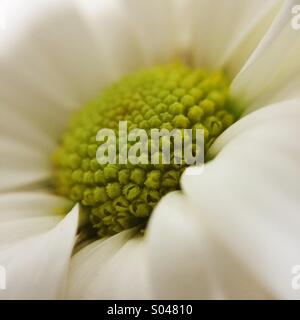 Makro von einem weißen und grünen daisy Stockfoto