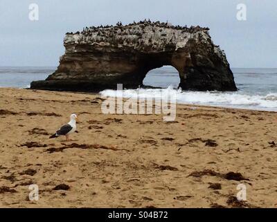 Natural Bridges State Beach in Santa Cruz, Kalifornien, USA Stockfoto