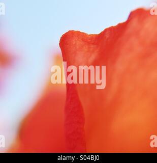 Makro der eine orange Blüte Stockfoto