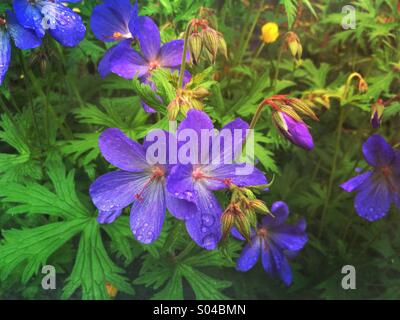 Geranium '' Johnsons Blue' (Geranium Himalayense × Geranium Pratense) blüht im Garten Stockfoto