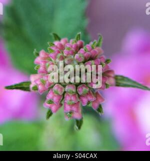 Makro einer Lantana Pflanze Stockfoto