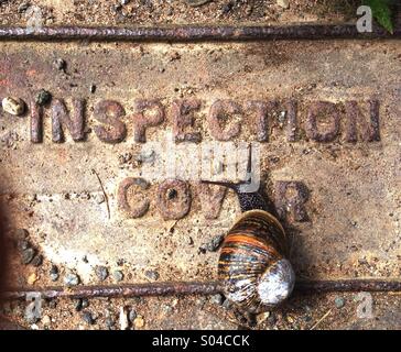 Schnecke auf Abfluss Abdeckung Stockfoto