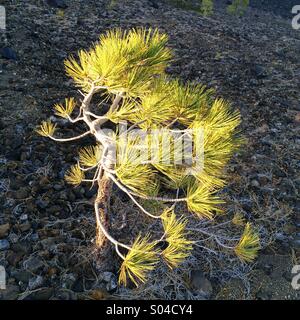 Ponderosa Pine, Sämling, Schlackenkegel, Lassen Volcanic Nationalpark, Kalifornien Stockfoto