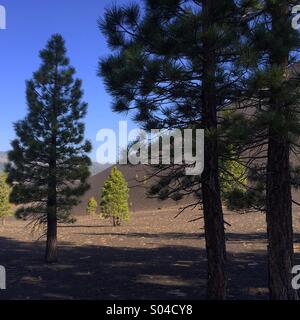 Ponderosa-Kiefern und Schlackenkegel, Lassen Volcanic Nationalpark, Kalifornien Stockfoto