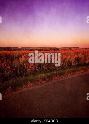 Rote Mohnblumen auf einem Feld am Abend Stockfoto