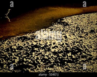 Heron stehen im Schatten in der Nähe von sonnenbeschienenen Ufer Stockfoto