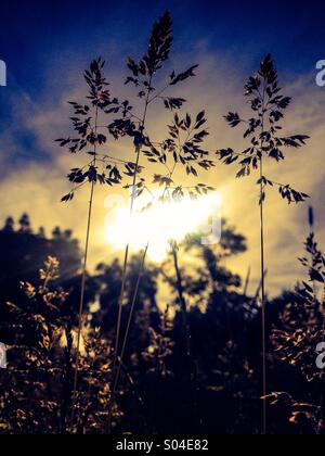 Ebene Flachschuss von Grassamen mit Sonne durch Stockfoto