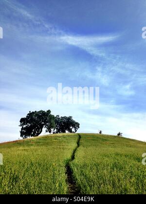 Weg durch grasbewachsenen Hügel mit Eiche an der Spitze Stockfoto