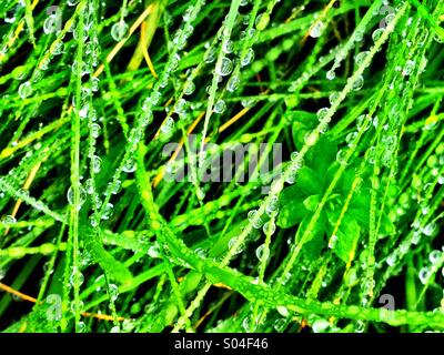 Grass und Regentropfen Stockfoto