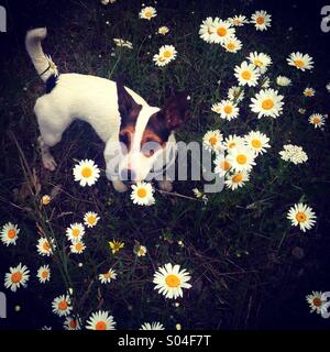 Ein zehn Monate alten Jack Russell Terrier Welpen Hund, namens Daisy, fotografiert von oben in einem Feld von Gänseblümchen. Stockfoto