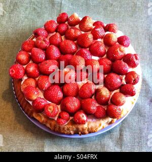 Hausgemachte Erdbeeren auf einem Kuchen Stockfoto