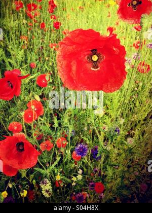 Mohn und wilde Blumen Stockfoto