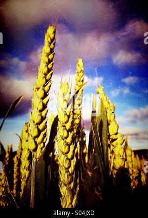 Detail des Weizens im Feld Stockfoto