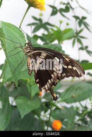 Ein Schwalbenschwanz-Schmetterling mit Flügeln geschlossen auf einem Blatt in der Schmetterlings-Ausstellung im Natural History Museum in London. Stockfoto