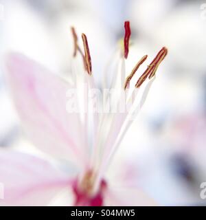 Makroaufnahme einer Blume Stockfoto