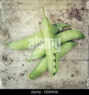 Grüne Erbse Hülsen (Pisum Sativum), frisch gepflückt aus dem Garten, eine offene zeigt Samen. Stockfoto