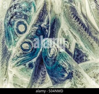 Invertierte Sardinen zu verkaufen in einem Markt Fisch in Barcelona Stockfoto