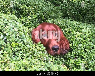 9 Monate alten Irish Red Setter späht seinen Kopf durch Box-Hecke. Stockfoto