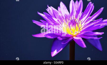 Hell lila Seerosenblatt Blume in voller Blüte. Stockfoto