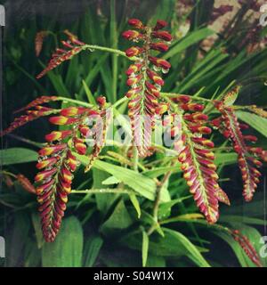 Unreife Blütenstand von Crocosmia Blumen blühen mit Wassertropfen nach Regen Stockfoto