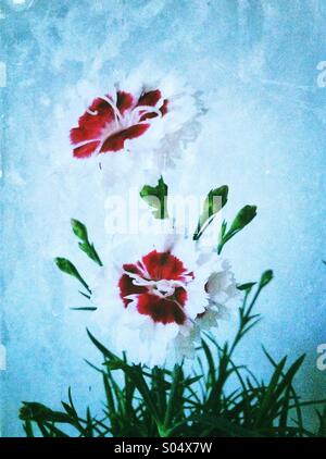 Rot weiße Dianthus Blumen Stockfoto