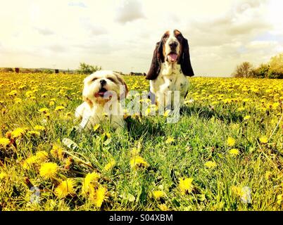 Hunde, die in einem Feld Sonnenbaden Stockfoto