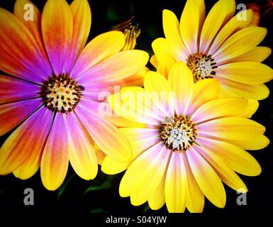 Blumen-gelb rosa Gänseblümchen Stockfoto