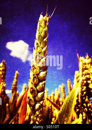 Der Weizen essen Stockfoto