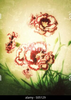 Rot weiße Dianthus Blumen Stockfoto