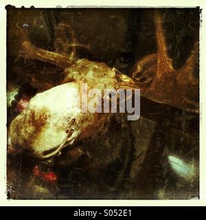 Elch Kopf an Wand Stockfoto