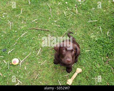 Chocolate Labrador Welpen Stockfoto