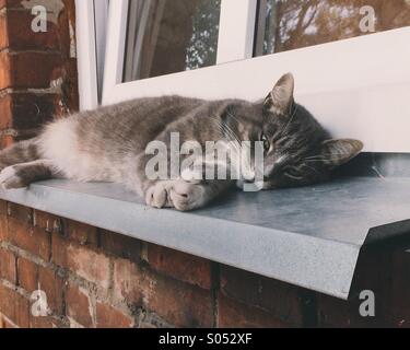 Tabby Katze ausgestreckt auf der Fensterbank Stockfoto