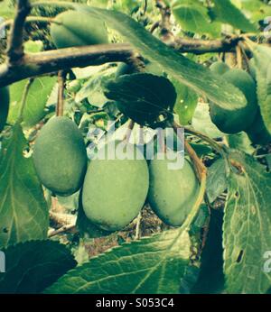 Pflaumen, Pflaume-Baum hängen Stockfoto