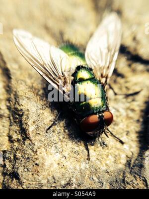 Nahaufnahme einer Greenbottle Fly. Stockfoto