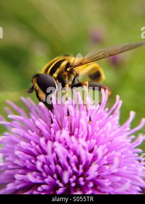 Makro-Ansicht von einer Schwebfliege Stockfoto