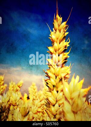 Detail der reifen Weizen Stockfoto