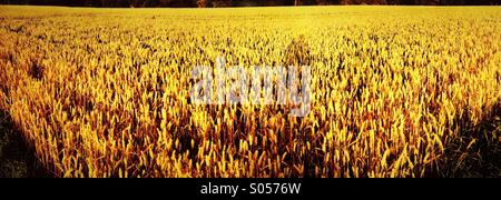 Panorama von Weizenfeld im Abendlicht Stockfoto