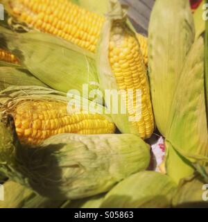 Frisch gepflückt süß Ähren auf einem Markt in Dublin Irland Stockfoto