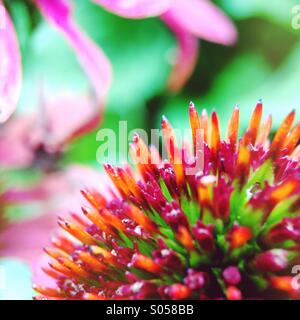 Sonnenhut-Makro Stockfoto