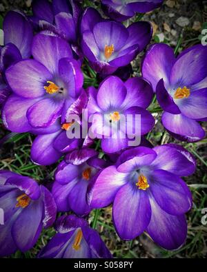 Krokusblüten Stockfoto