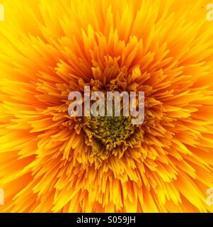 Bright Sommer Sonnenblume Stockfoto