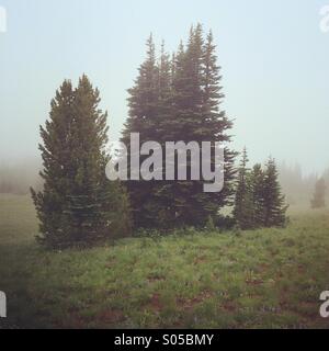 Alpine Tannen im Nebel, Mt. Rainier-Nationalpark, Washington Stockfoto