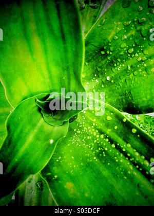 Wassertropfen auf den Blättern Stockfoto