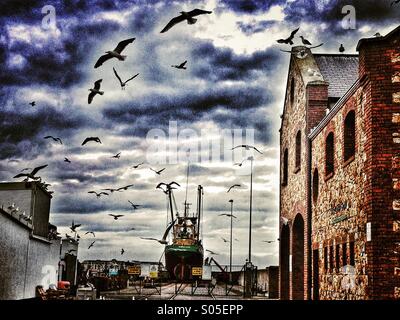 Möwen schwärmen Runde Trawler im Trockendock Stockfoto