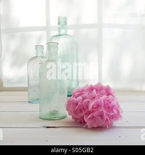 Vintage Glasflaschen mit Rosa Hortensie auf Fensterbank mit Licht getaucht Stockfoto