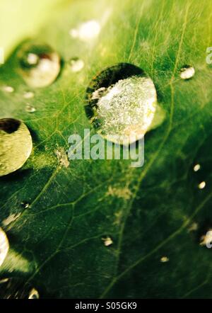 Nahaufnahme von Wassertropfen auf Aquilegia Blatt Stockfoto