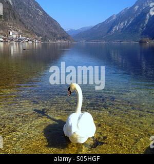 Ein Schwan mit Blick auf seine Überlegungen über die See Traun in Hallstatt, Österreich. Stockfoto