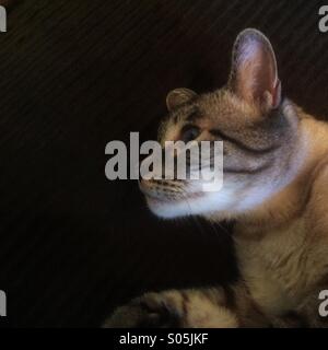 Tabby Point Siamkatze auf einem Sofa liegend und auf der Suche zur Seite. Stockfoto