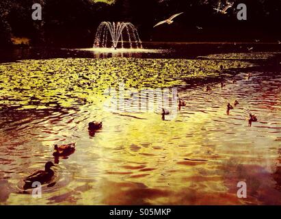 Enten und Brunnen am See in Astley Park, Chorley Stockfoto