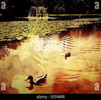 Enten am See im Park Astley auf Chorley Stockfoto